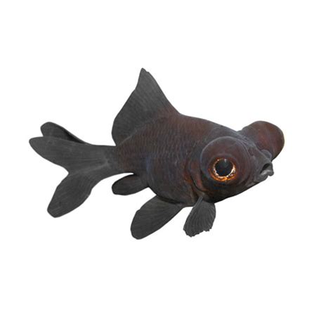 Black Moor Goldfish; Care Guide, Lifespan, and More | The Goldfish Tank