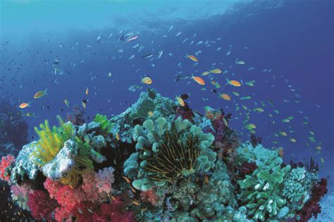 Our favourite snorkelling spots in the Whitsunday Islands - Whitsunday ...