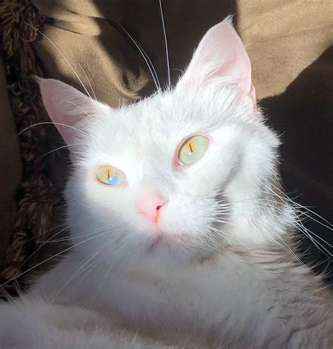 Cat Chit Chat: Sectoral heterochromia in an all-white cat