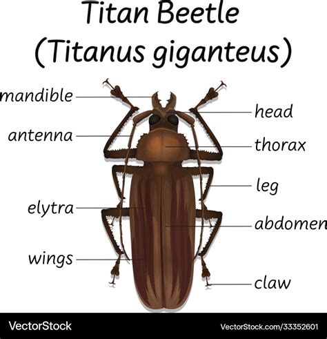 Science titan beetle anatomy Royalty Free Vector Image