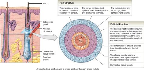 Hair Follicle Structure Ingrown Infected Folliculitis Lump Swollen ...