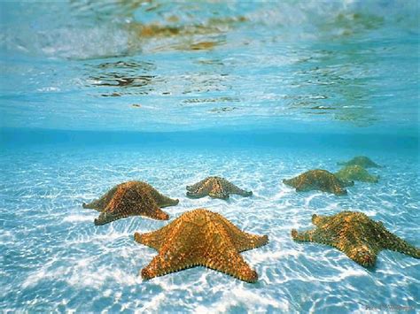 Underwater - Underwater Photography Wallpaper (32684066) - Fanpop