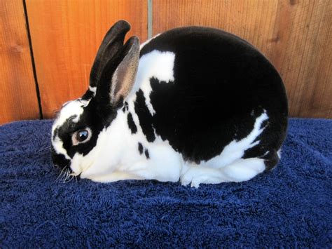 Mini Rex Rabbits | USA Rabbit Breeders