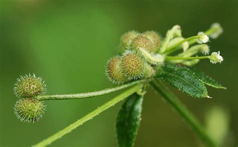 Galium aparine (Catchweed Bedstraw, Cleavers, Goosegrass, Stickyweed ...