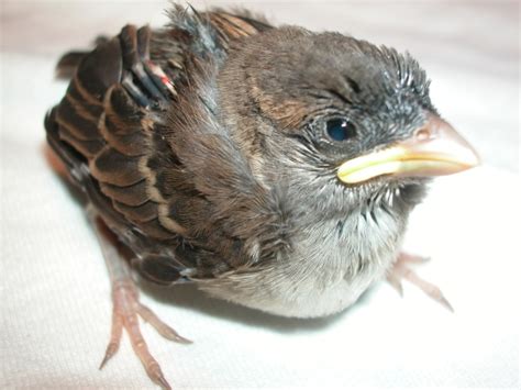 Young Bird ID (Germany) - BirdForum