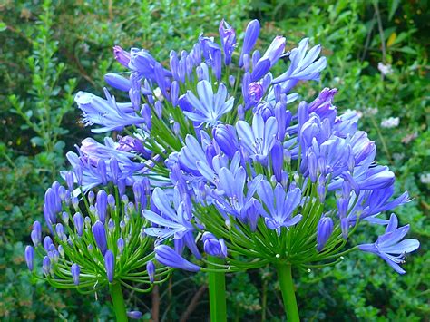 Our Love For Blue Flowers: It’s Complicated - Good Earth Plants