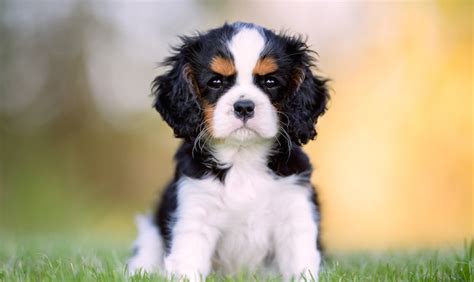 How to Groom a Cavalier King Charles Spaniel – American Kennel Club