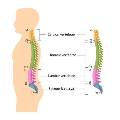 Back Bones Anatomy - Prince Carson