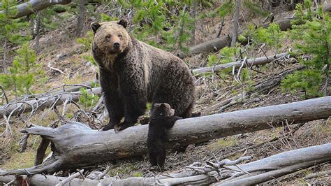 Montana FWP gets public feedback on grizzly bear rules