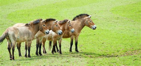 30 Facts About The Mongolian Horse (a.k.a Przewalski's Horse or Takhi)