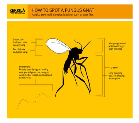 The control of fungus gnats in your greenhouse - Kekkilä Professional