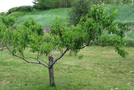 Why Prune Peach Trees