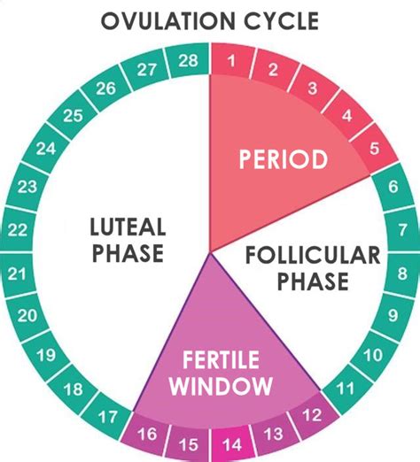 Ovulation Cycle Tracking Basics – Beginners Guide when TTC - Stork Mama