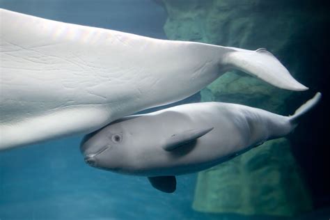 Facts About Beluga Whales | Live Science