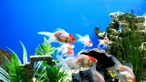 Spring Cleaning Tips for Your Fish Aquarium | WishForPets