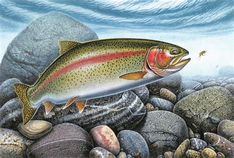 Rainbow Trout Stream Painting by Jon Q Wright - Fine Art America