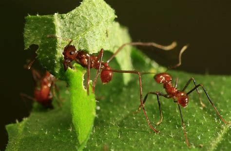 Las hormigas invasoras, terror para los ecosistemas - EFEverde