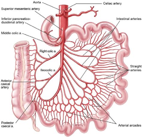 Abdominal Colon Anatomy