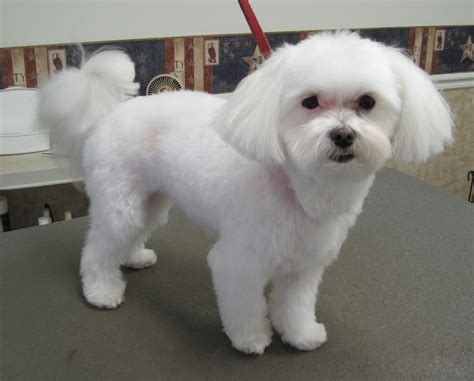 63+ Teddy Bear Maltese Dog Haircuts Image - Codepromos