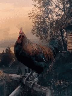 Good Morning Rooster GIF - Good Morning Rooster Cockerel - GIF-ləri ...