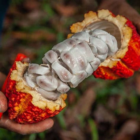 Cacao (forastero) Theobroma cacao Tropical Fruit Tree 1’-2’ » Tropical ...