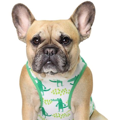 Griffin's Haru – Griffin's Haru French Bulldog Harness, French Bulldog ...