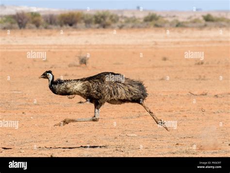 Emu running hi-res stock photography and images - Alamy