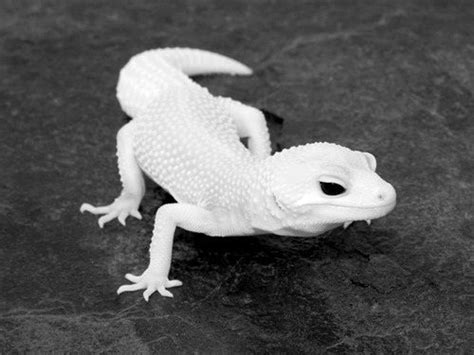 Animais albinos raros, Animais de estimação exóticos, Animais lindos