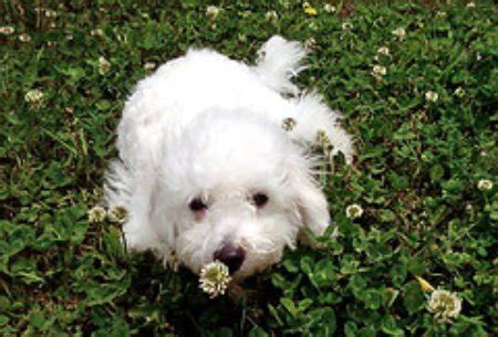 Bichon Frise Puppy Training - All About Bichon Frise Dogs