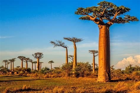 Les iles Vanille de l'ocean indien | 4000 arbres plantés dans la ...