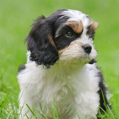 #1 | Cavapoo Puppies For Sale By Uptown Puppies