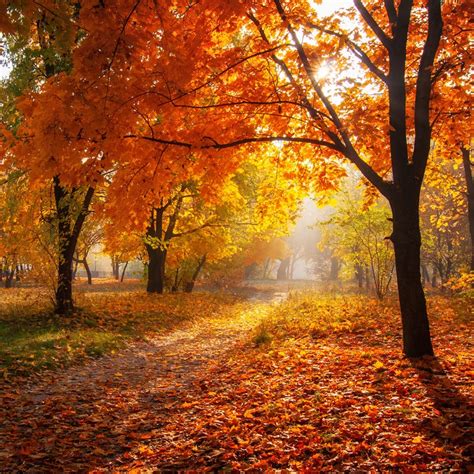 Alternative Uses for Autumn Leaves - Elite Tree Care