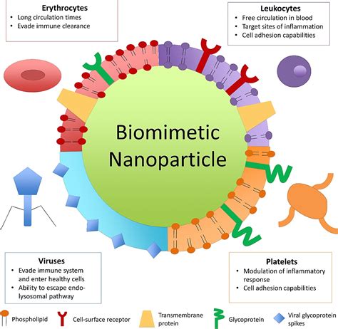 Bio-inspired engineering of nanoparticles for drug delivery | Exosome RNA