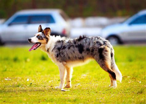 Adult Blue Merle Australian Shepherd on Grass Field · Free Stock Photo