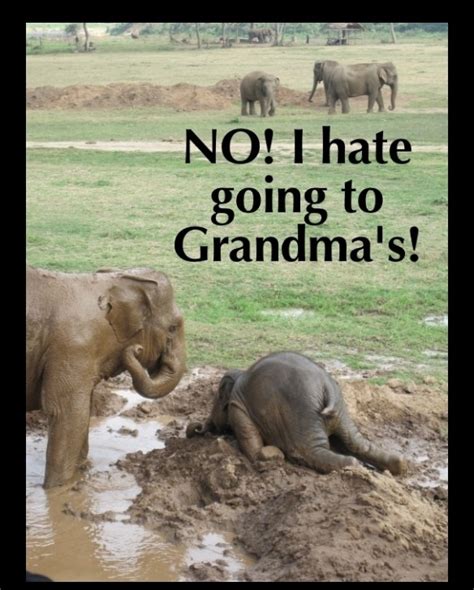 10++ Funny Elephant Memes Pictures - Factory Memes