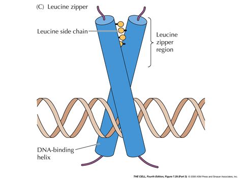 Leucine Zipper; leucine zipper; zipper, leucine; zippers, leucine