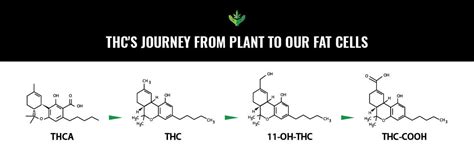 11 Hydroxy Metabolite: Why Edibles Produce a Different Experience