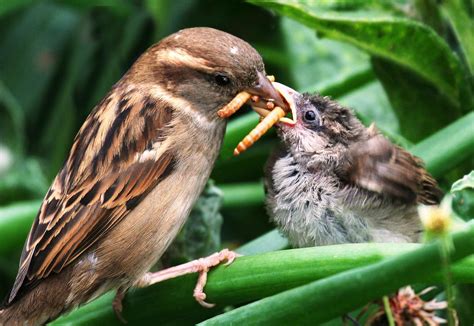 Insectivorous birds consume annually as much energy as the city of New York