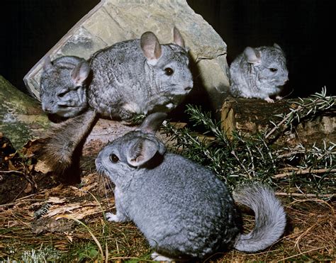 Chinchilla Facts for Kids