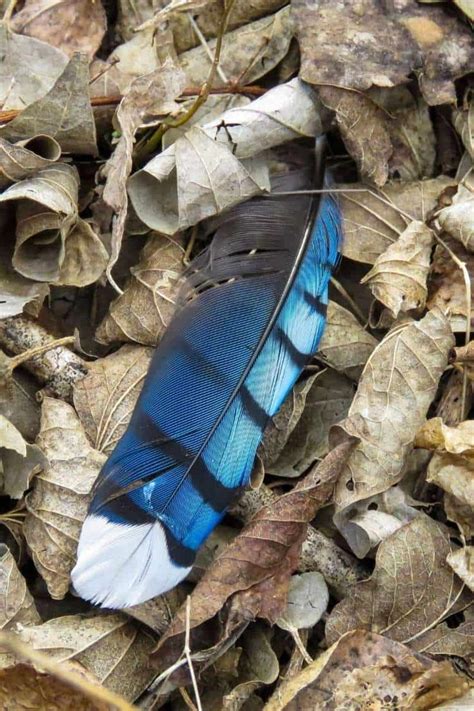 The Blue Jay Feather's Symbolism and Meaning - The Full Guide | Blue ...