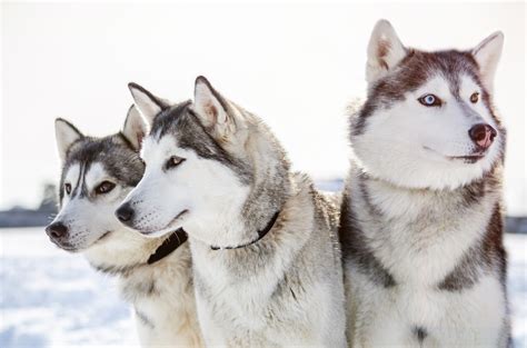 Husky siberian, câinele cunoscut pentru inteligența și temperamentul gentil