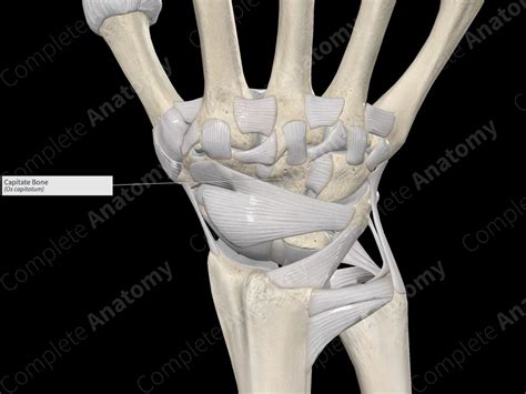 Capitate Bone | Complete Anatomy