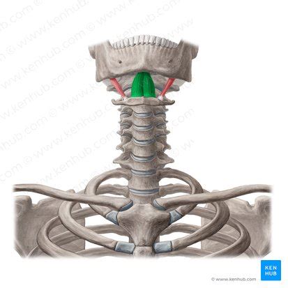 Geniohyoid: Origin, insertion, innervation and action | Kenhub