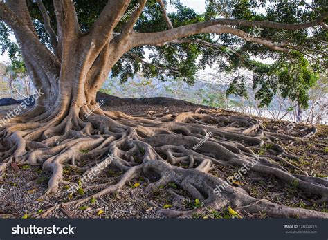 359,810 Tree Root Stock Photos, Images & Photography | Shutterstock