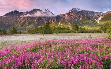 Spring Mountain, Spring Mountain Flowers HD wallpaper | Pxfuel