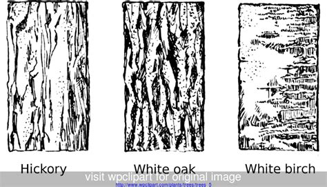 Different Types of Tree Bark