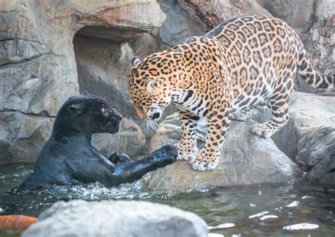 Our Favorite Jaguar Animal Facts To Celebrate December's Featured ...