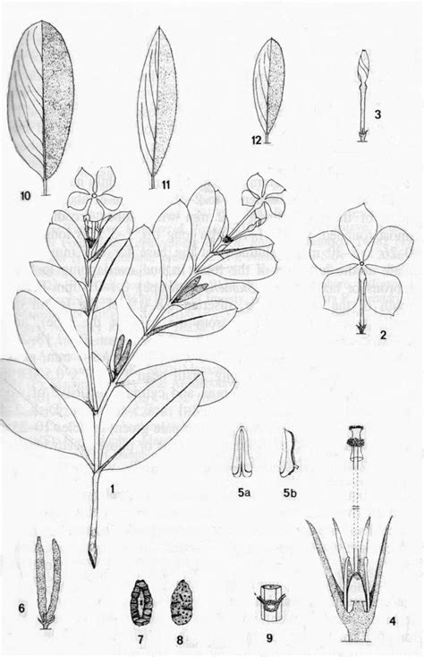 Table 1.1 from Alkaloids of catharanthus roseus and their hypoglycemic ...