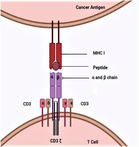 A structural overview of TCR /CD3 complex detecting cancer tumor ...