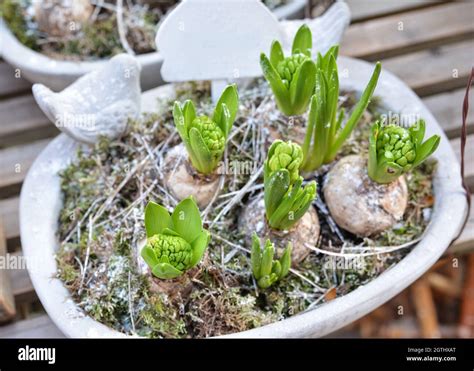 Hyacinths in a white pot for planting Stock Photo - Alamy